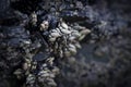 barnacles adhered to the rocks in the coast Royalty Free Stock Photo