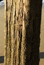 Barnacles and Algae Growing on a Wooden Piling