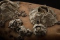 Barnacles attached on stone macro Royalty Free Stock Photo