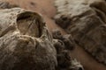 Barnacles attached on stone macro Royalty Free Stock Photo