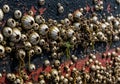 Barnacles (Cirripedia) densely encrust a marine surface, likely a ship\'s Royalty Free Stock Photo