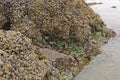 Barnacles, Clams, and Anemones at Low Tide Royalty Free Stock Photo