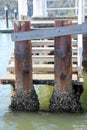 Barnacles Encrusted Wooden Wharf Piles