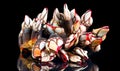 Barnacles, goose neck barnacle, percebes, gallician barnacle. Pollicipes pollicipes. Expensive delicatessen, gourmet sea