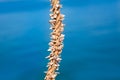 Barnacles growing in marine rope