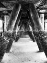 Barnacles growing on pillars