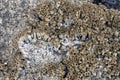 Barnacles growing on a rock at the Bob Creek Wayside on the Pacific Coast in Oregon, USA