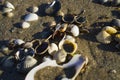 Barnacles lie on the sandy beach Royalty Free Stock Photo