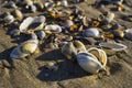 Barnacles lie on the sandy beach Royalty Free Stock Photo