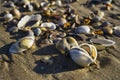 Barnacles lie on the sandy beach