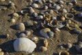 Barnacles lie on the sandy beach Royalty Free Stock Photo