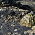 Barnacles and Limpet on rocks on the coastline Royalty Free Stock Photo