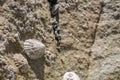 Barnacles and limpets encrusted on rock at beach