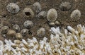 Barnacles and Limpets on a Rock Royalty Free Stock Photo