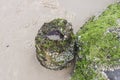 Barnacles and mos on rocks at the beach at Byron Bay Australia