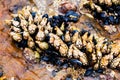 Barnacles and muscles attached to a rock during low tide. Southern California marine life.