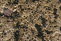 Barnacles and mussels Royalty Free Stock Photo