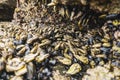 Barnacles and mussels