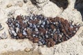 Barnacles and mussels backdrop