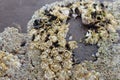 Barnacles and mussels found on a rock in the UK