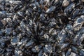 Barnacles and Mussels on Rocks in Tidepool Royalty Free Stock Photo