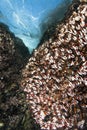 Barnacles on reef