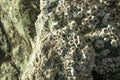 The barnacles on a rock Royalty Free Stock Photo
