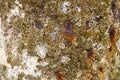 Barnacles on Rusty Shipwreck