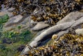 Barnacles and seaweed - tidal life