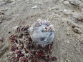 Barnacles on a seed