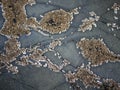 Barnacles shells attached to rock in a pattern