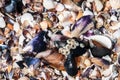 Barnacles and shells on the seashore