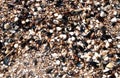 Barnacles and shells on the seashore