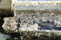 Barnacles and snails on the bottom of a boat