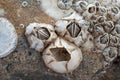 Barnacles on a wave-washed rock Royalty Free Stock Photo