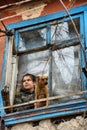 A girl with a dog in a poor quarter looking out the window of an old house Royalty Free Stock Photo