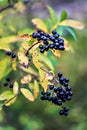Barnch with Common Privet berries in autumn Royalty Free Stock Photo