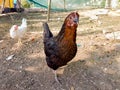 Barndoor fowl; free chicken in farm natural Royalty Free Stock Photo