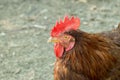 Barndoor fowl; free chicken in farm natural Royalty Free Stock Photo