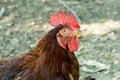 Barndoor fowl; free chicken in farm natural Royalty Free Stock Photo