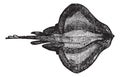 Barndoor skate or Dipturus laevis vintage engraving Royalty Free Stock Photo