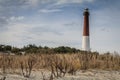 Barnegat Lighthouse, NJ, surrounded by sandy beach and golden wild grasses on a brisk winter day under blue cloudy sky Royalty Free Stock Photo