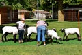 Shearing a sheep for a judging contest