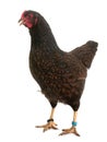 Barnevelder chicken in studio Royalty Free Stock Photo