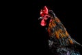 Barnevelder cockerel rooster chicken Royalty Free Stock Photo