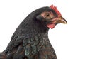 Barnevelder double-laced Hen isolated on white Royalty Free Stock Photo