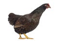 Barnevelder double-laced Hen isolated on white Royalty Free Stock Photo