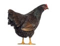 Barnevelder double-laced Hen stand up and isolated on white Royalty Free Stock Photo