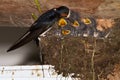 Barnswallow Royalty Free Stock Photo