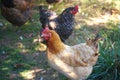 Barnyard Chickens - Poultry